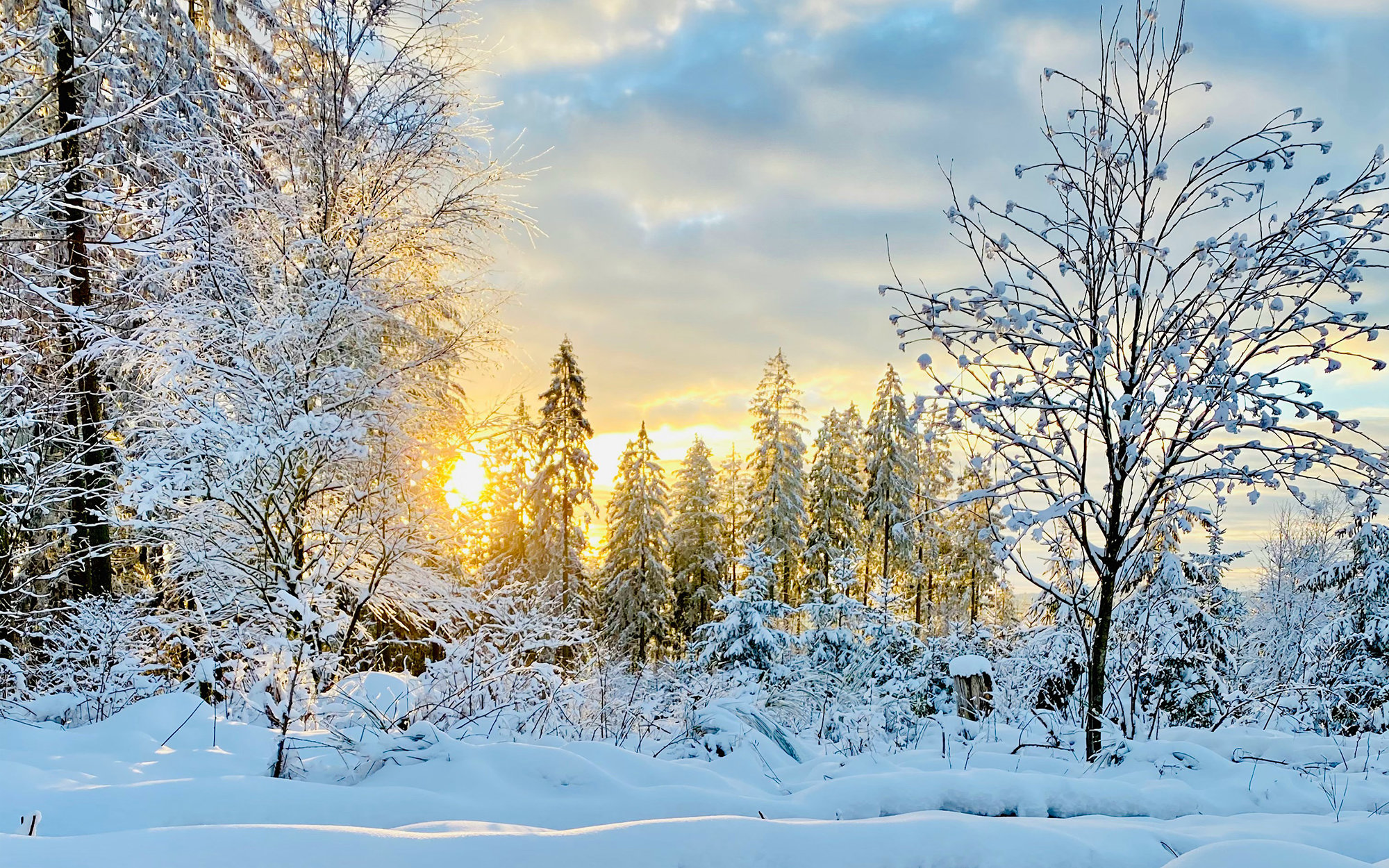 Edmonton Winter